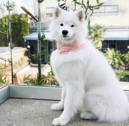 Pink Blossom Scarf